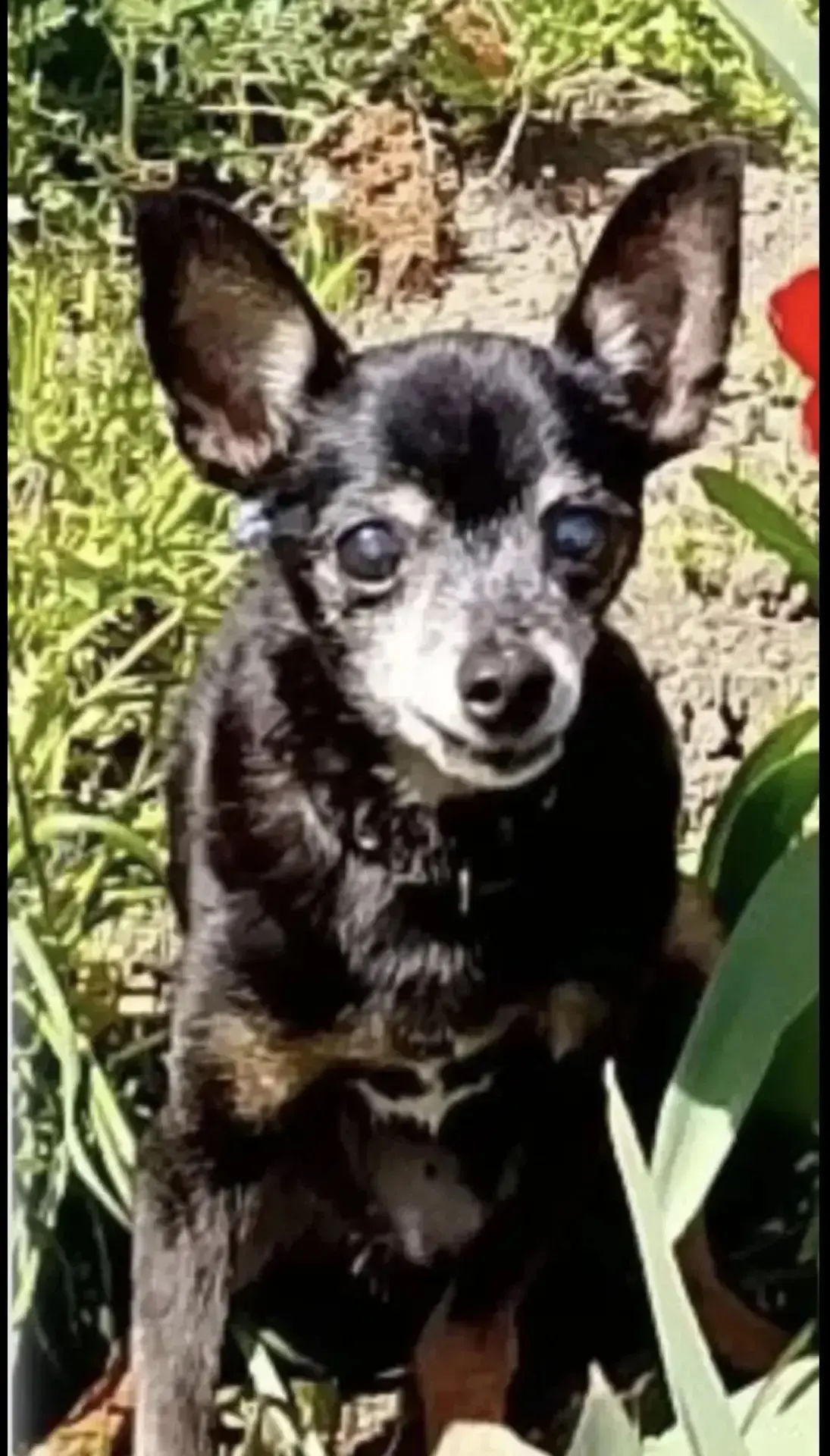Потерялась собачка той -терьер черная , у нее сломаны ножки , не ходит . Район западног...