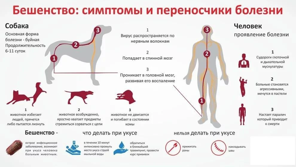 Бешенство - это опасное вирусное заболевание, смертельное для человека и большинства жи...