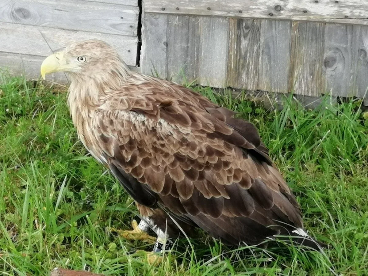 🔫🦅На Сахалине застрелили редкого белохвостого орлана