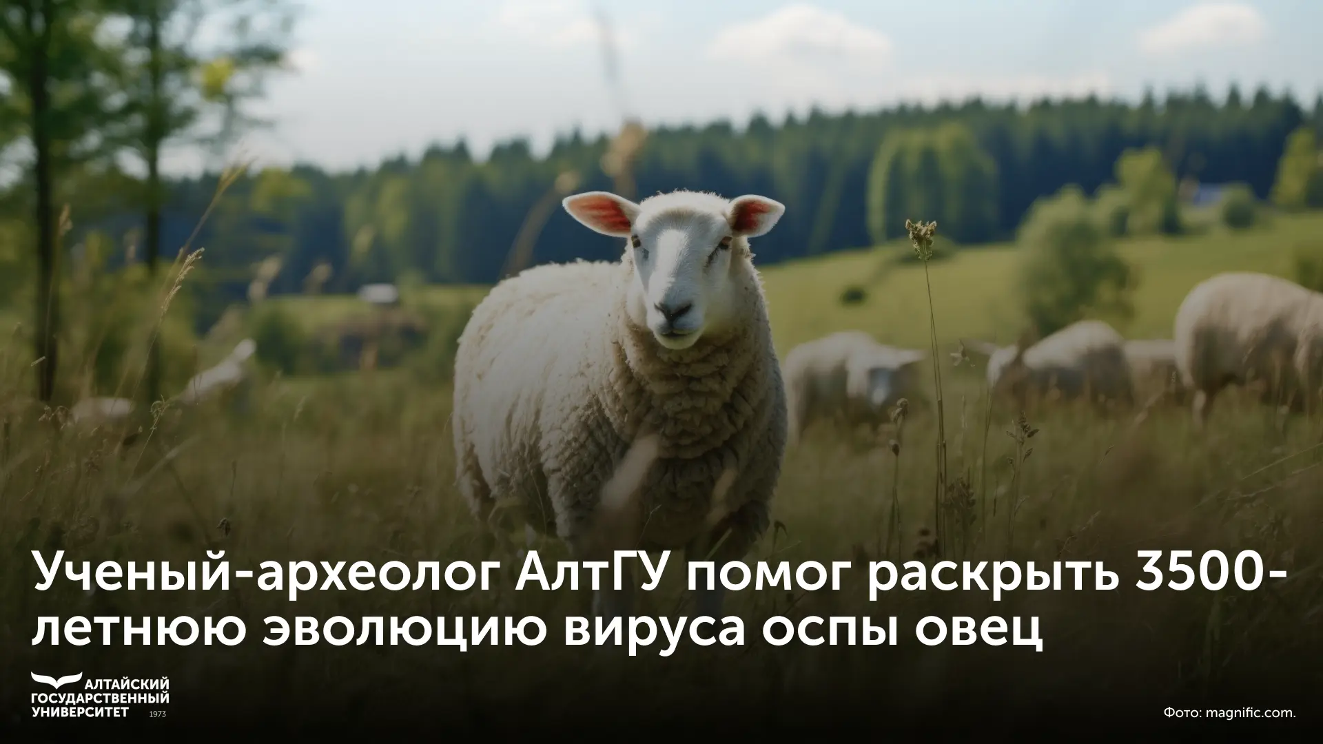 🐑 Ученый-археолог Алтайского государственного университета Дмитрий Папин помог раскрыт...