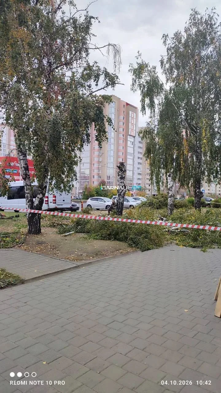 🌳На месте спиленных берез на Антона Петрова появился киоск