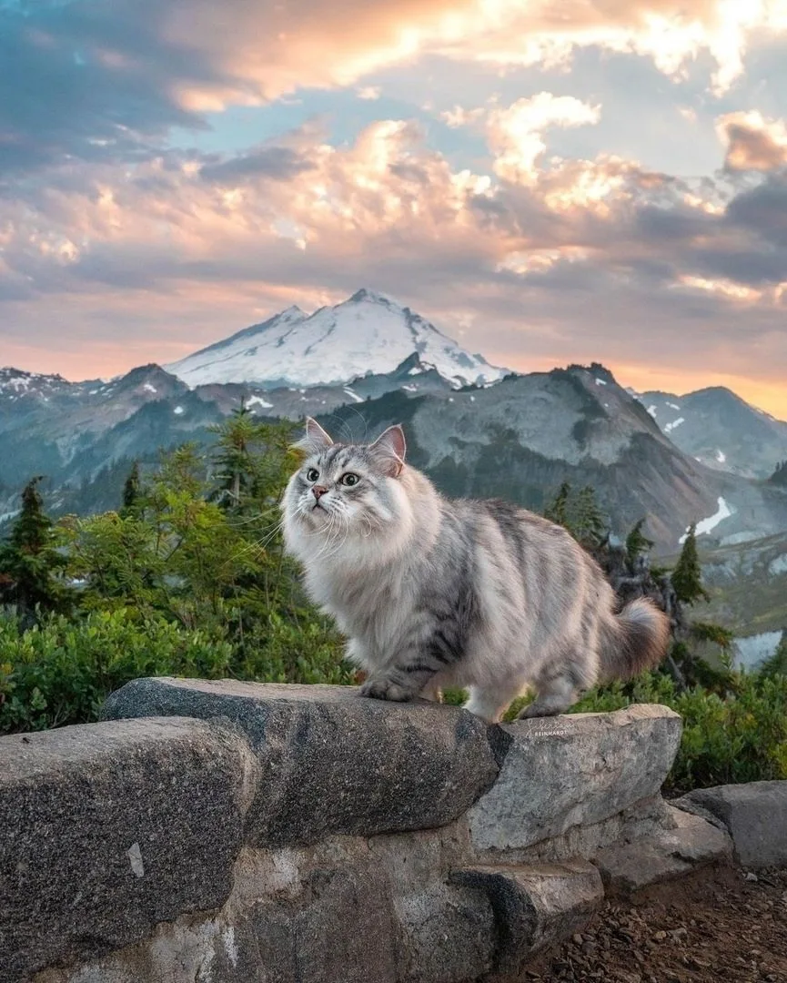 siberian_reinhardt
