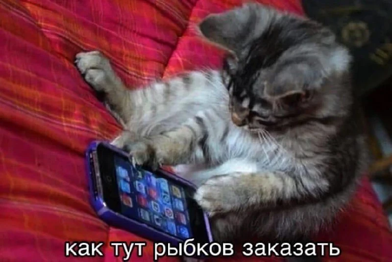 Мемы каждый день • Подписаться