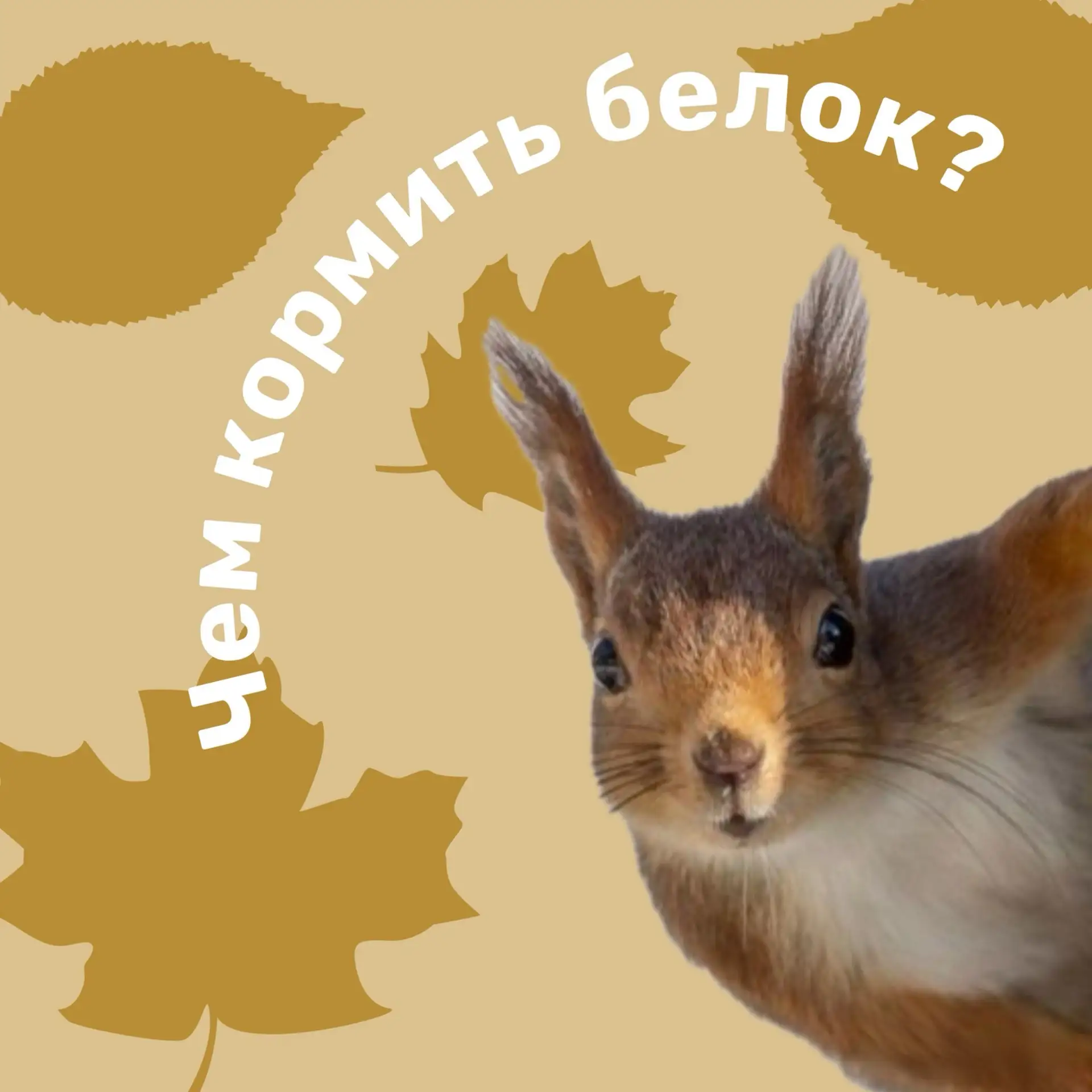 🐿️ Чем кормить наших пушистых белочек в парке?