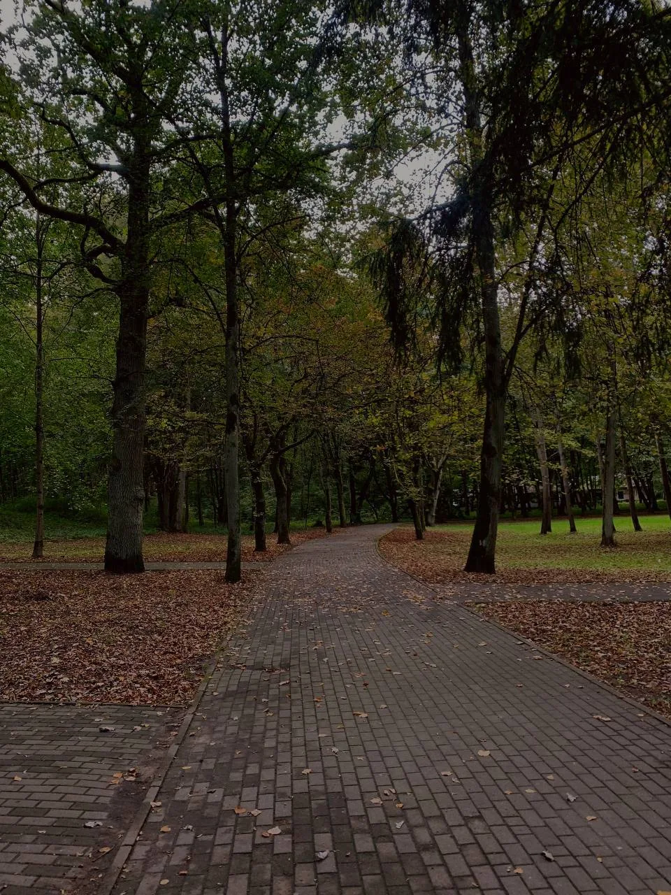 В городском парке уже все усыпано листьями🍂