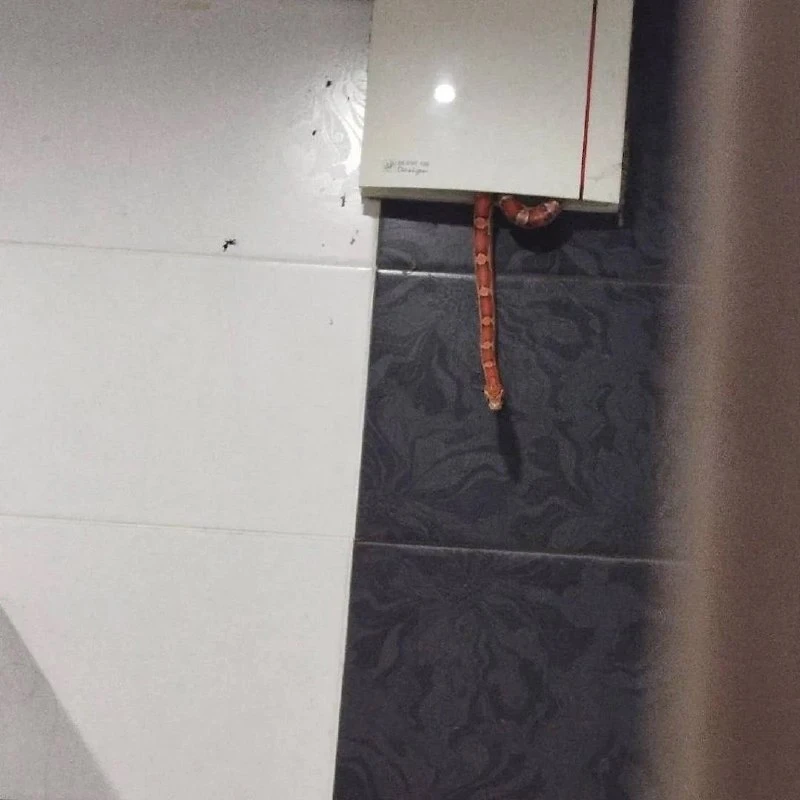 😨 Неядовитый маисовый полоз выполз из вентиляции прямо в душ и напугал хозяина квартиры