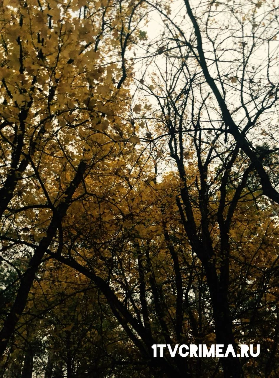 Утро дождливое 🌧