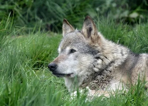 🐺 На Кубани волки начали заходить во дворы хутора Весёлый. За неделю хищники загрызли ...