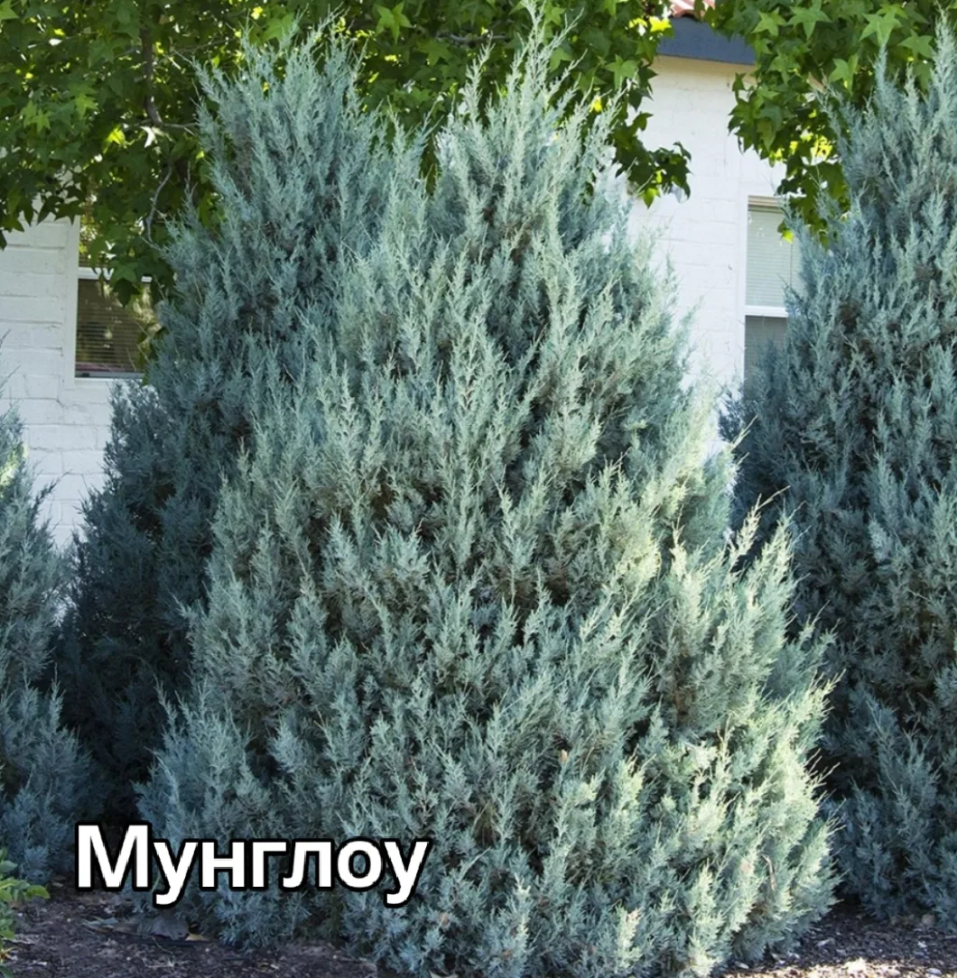 🌿Скальные можжевельники🌿