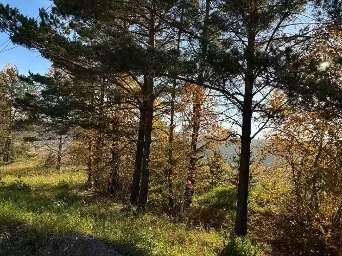 За выходные в Братске отстрелили пять медведей ⚠️