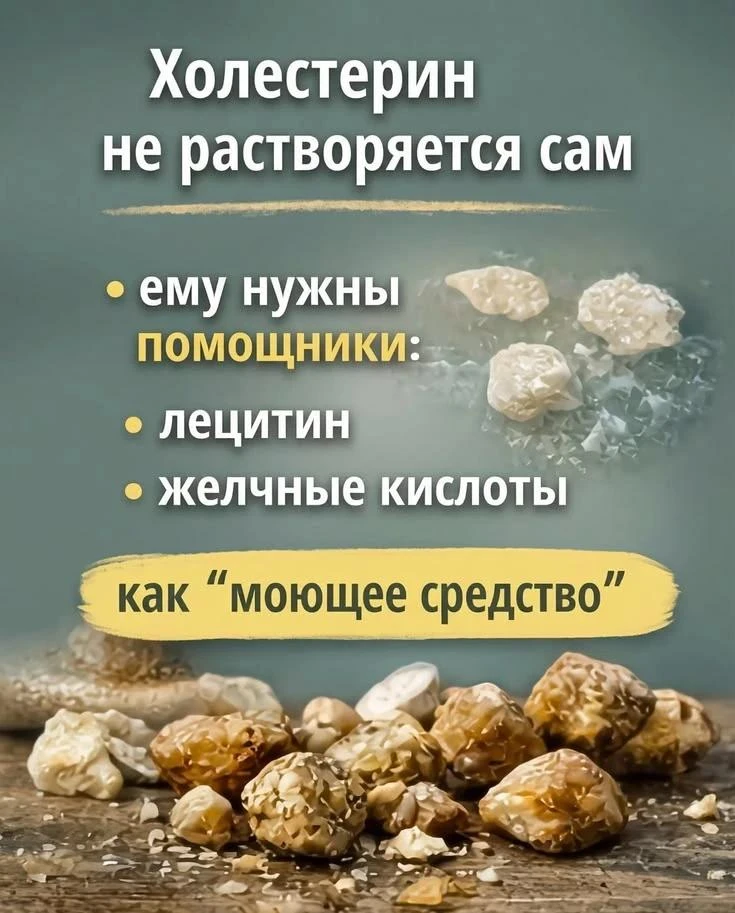 Холестерин сам не растворяется: ему нужны лецитин и желчные кислоты 🤫🧈
