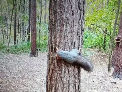 🐿️ Белки в Алтуфьевском заказнике начали менять шубки