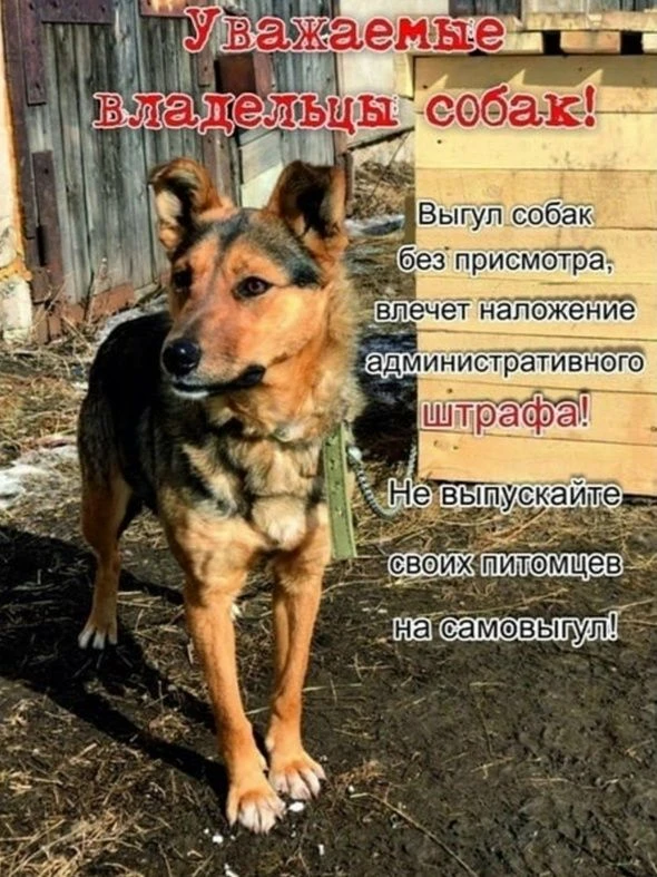 📌Об ответственности за самовыгул собак