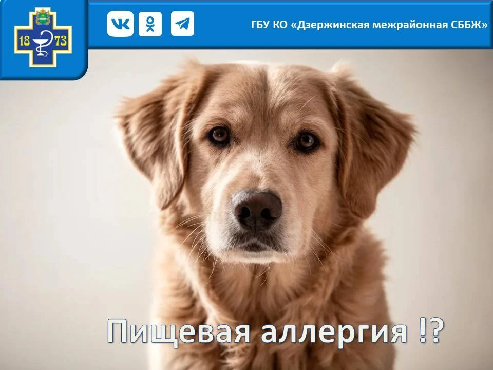 Как понять, что у собаки действительно пищевая аллергия?