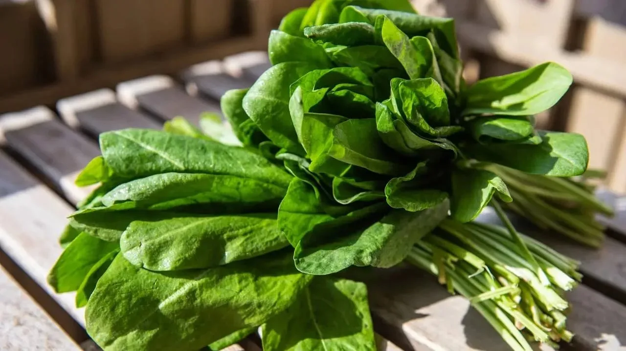 Щавель: суперфуд для здоровья! 🌱