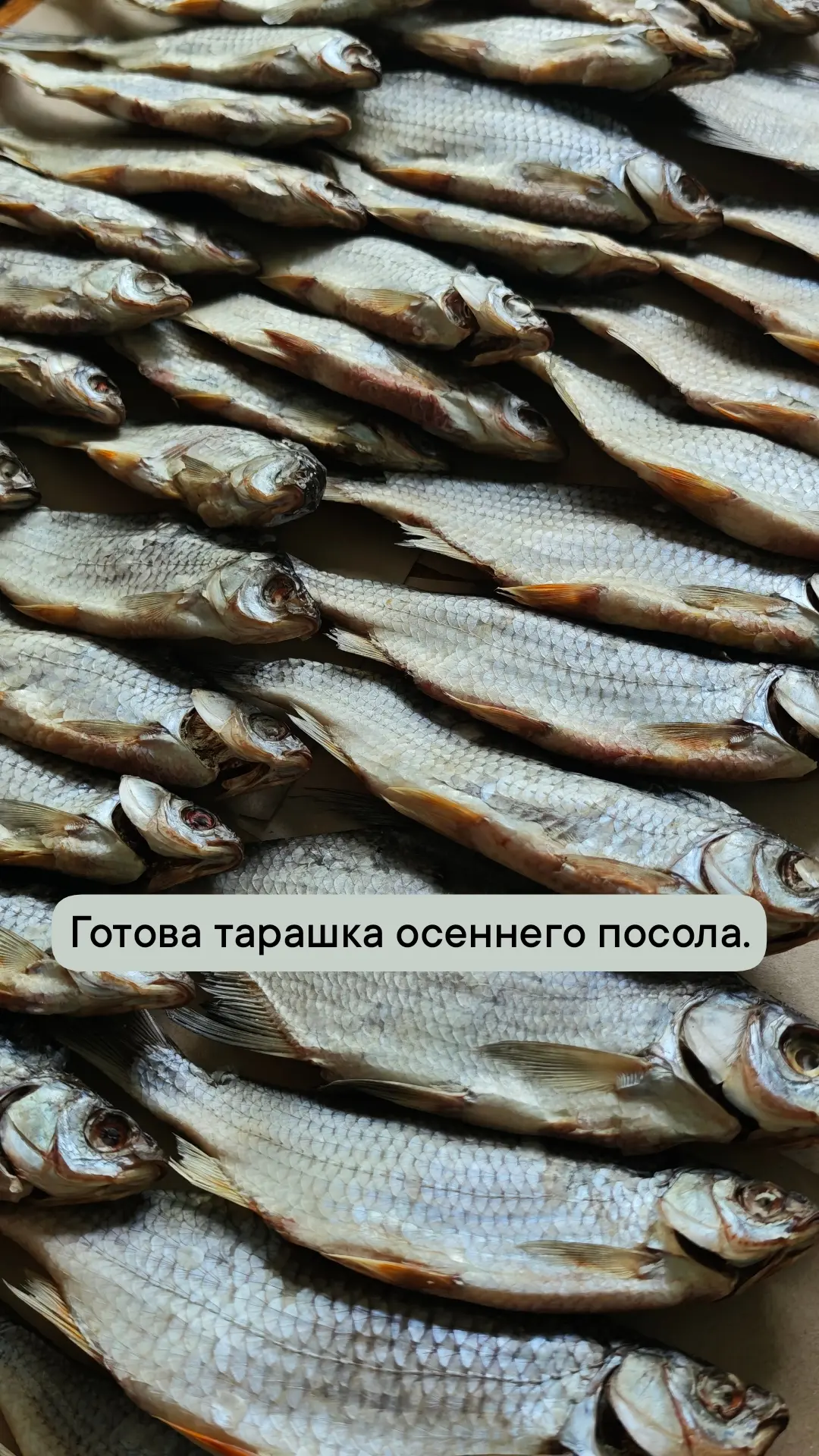Готова свежая партия вяленой рыбки. Сочная, мягкая, жирненькая, наполовину уже с икрой.