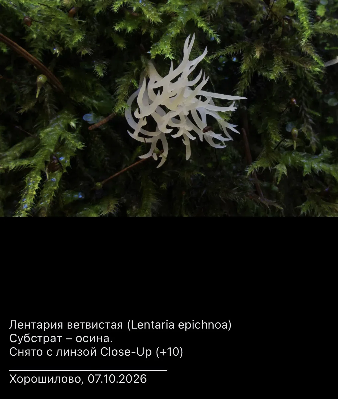 Хорошилово, Дмитровский р-он МО, 07.10.2026. Часть 1-я.