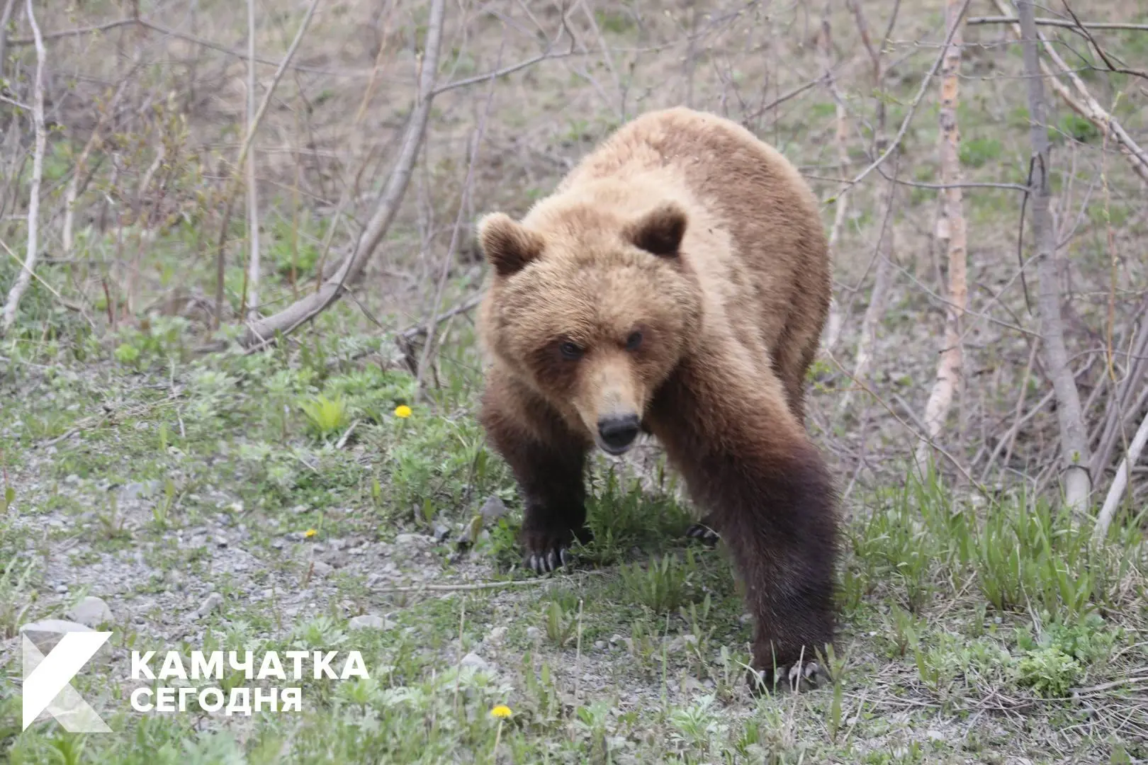 В Петропавловске‑Камчатском за неделю ликвидировали 4 медведя