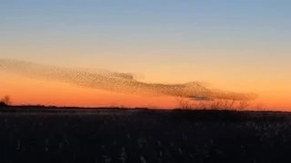 Осенью возле Рибе, города на юго-западе Дании, скворцы останавливаются по пути на зимов...