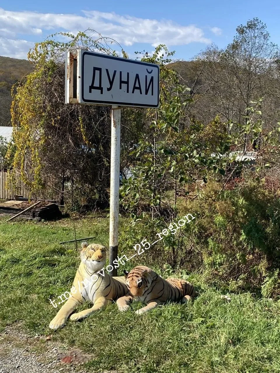 👀 Двух тигров заметили на въезде в Дунай..