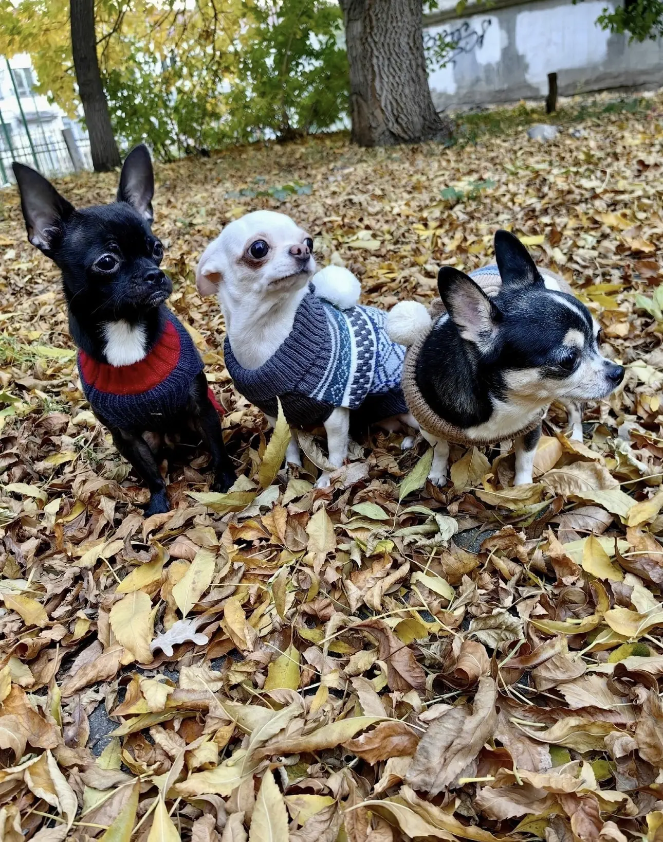 🐾🍁🍂