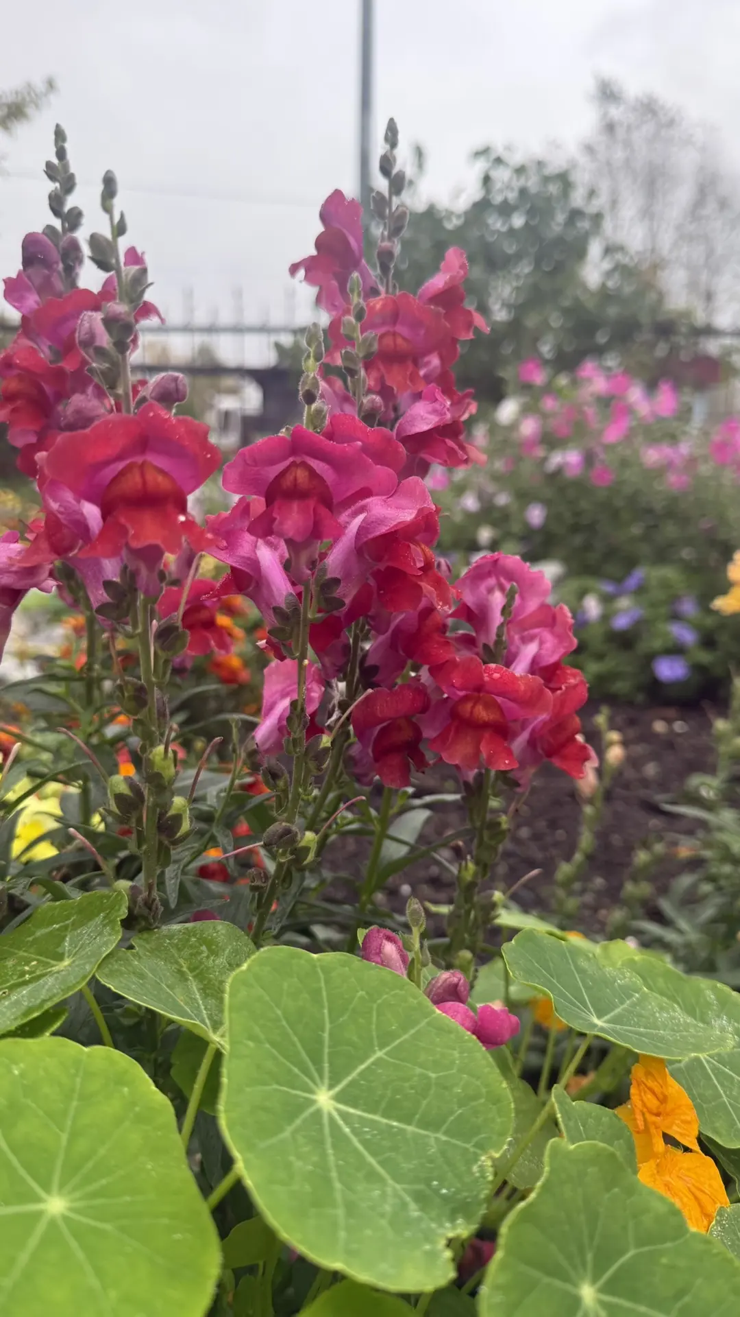 🌸 Все лето нас радовал сад у храма!