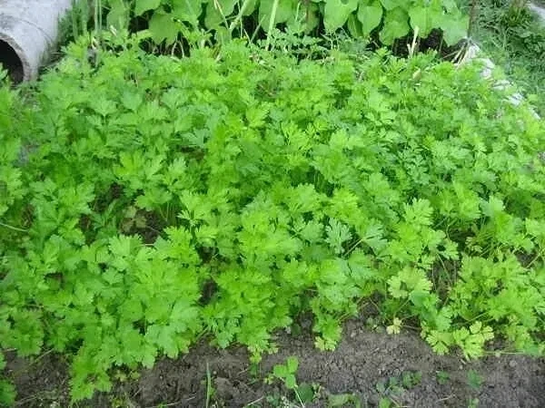Что посадить в августе: 5 лучших культур для урожая и здоровой почвы