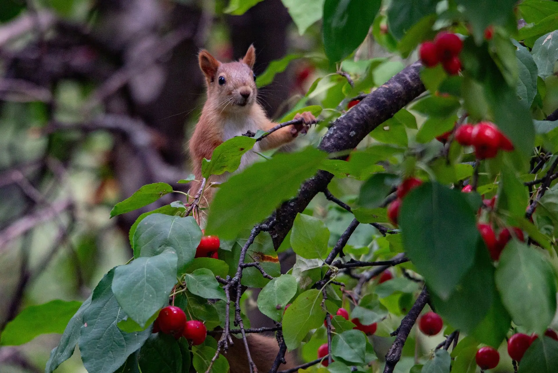 🐿️ В октябре в Татарстане начинается пора «белкопада». Молодые бельчата покидают гнезд...