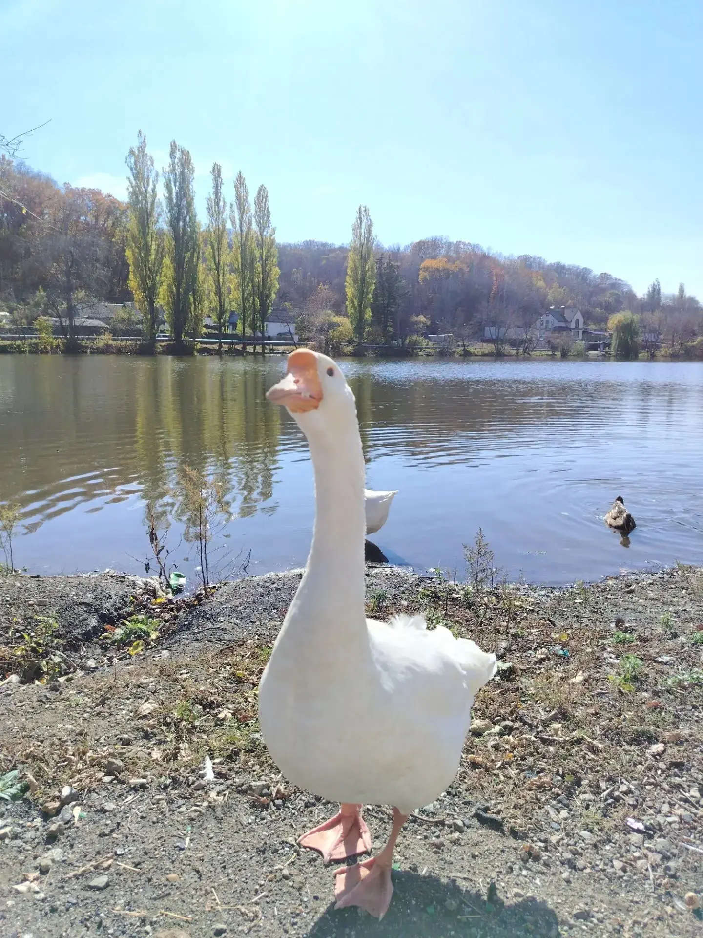 🦢🦆 Трудитесь? Пернатые обитатели озера Порода тоже делом заняты - чистят пёрышки, гре...