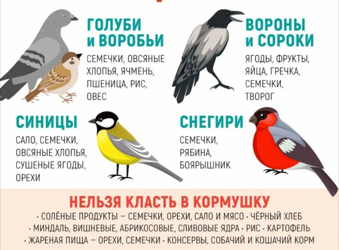 Увидела, как семья кормит уток овсянкой, и порадовалась.🦆🦆🦆