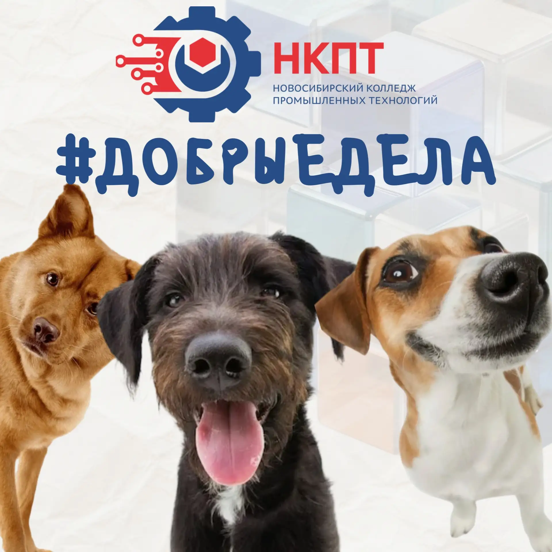 🐾 Дорогие студенты и сотрудники колледжа! 🐾❤ Сердца наших волонтёров вновь наполняютс...