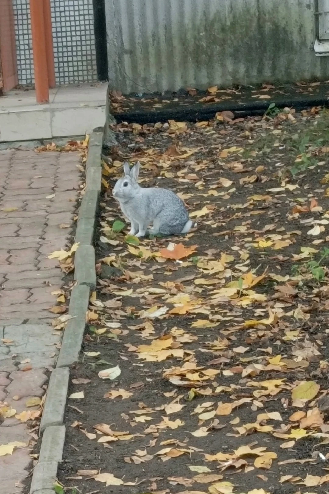 На улице Козлёнской в Вологде обнаружен… кролик 😳