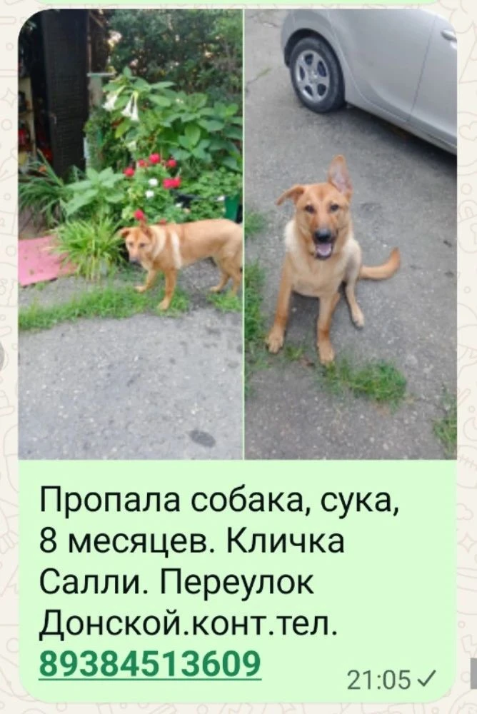 Добрая, шумоголовая, на самовыгуле. Могла увязаться за детьми.район Донская