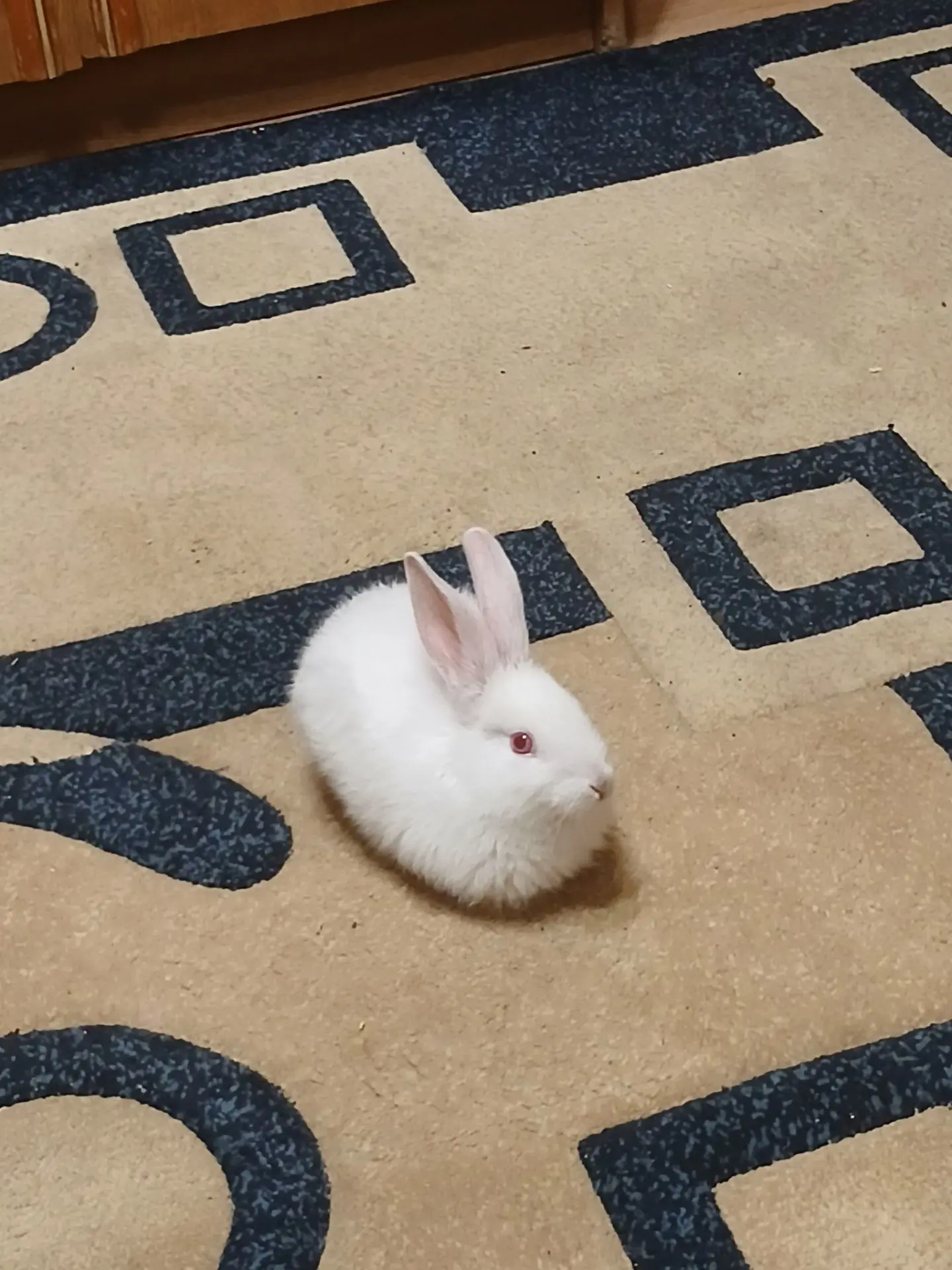 Отдам кролик 🐇 девочка , за шоколадку 🍫 р-н московский 89063221992 макс