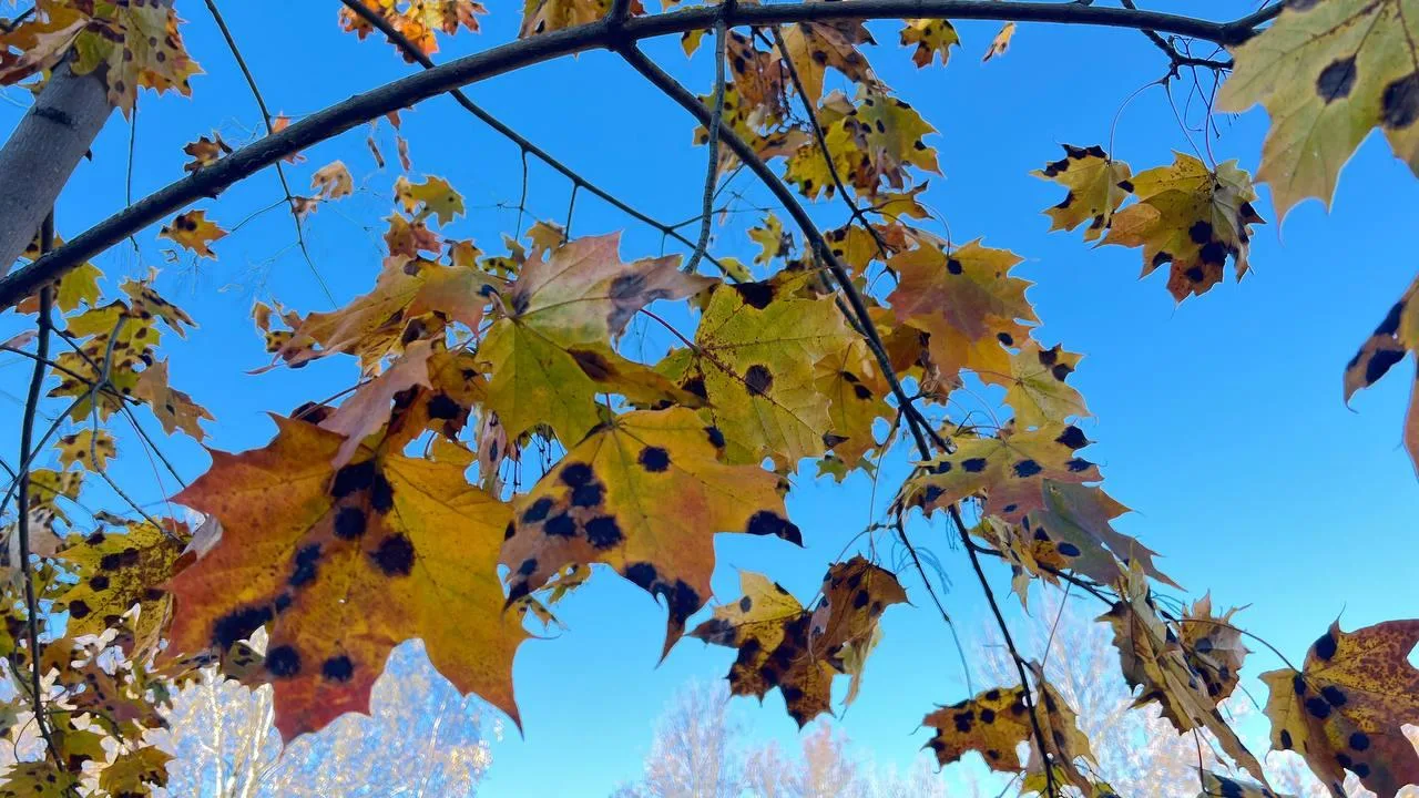 🍁 Клены покрылись необычными чёрными пятнами по всей Карелии. Учёные объяснили, что пр...