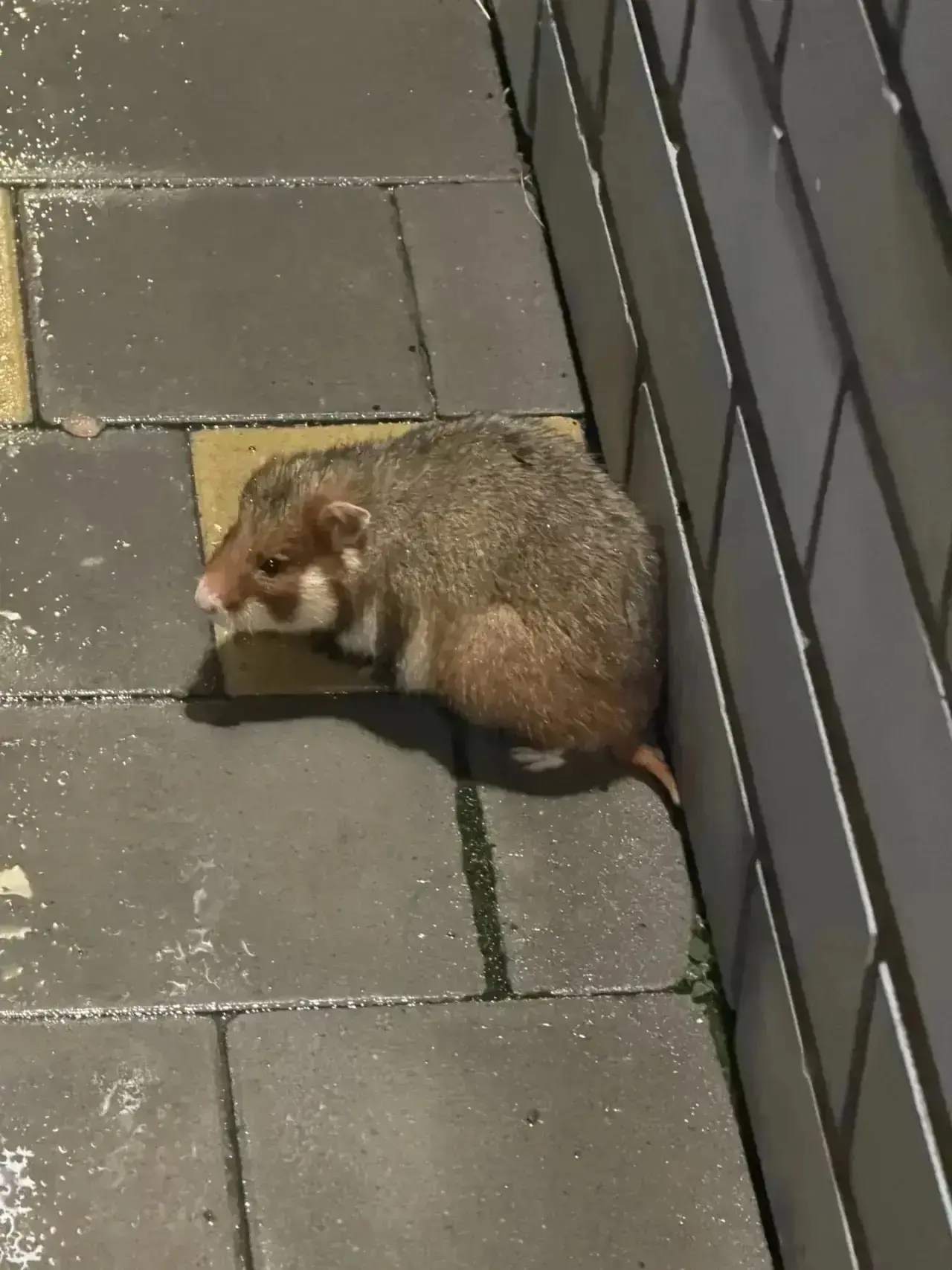 Такого милаху встретили тюменцы возле ЖК «Семья» 🐹 Это хомяк, которого также называют ...