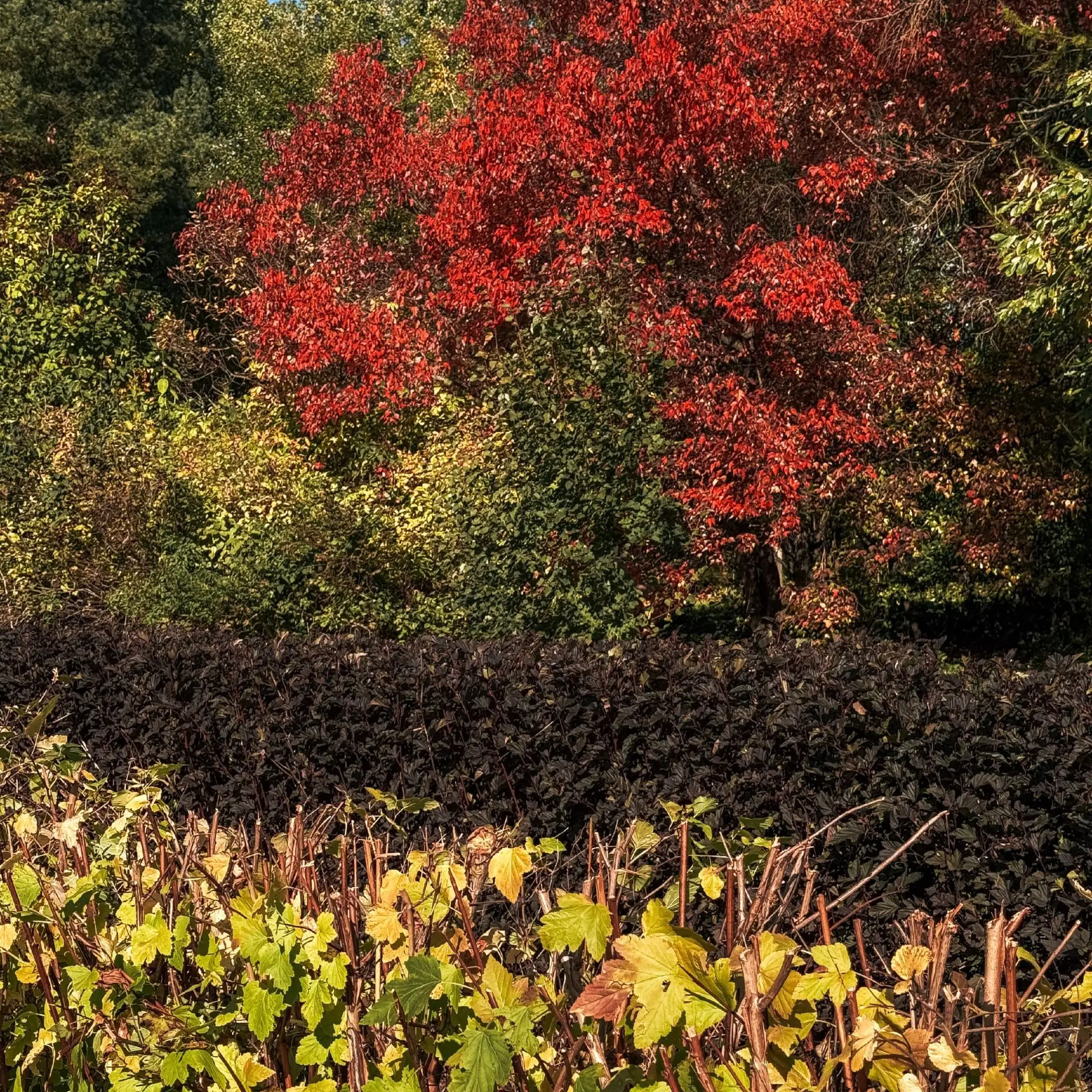 Осенний Зеленоград 🍁