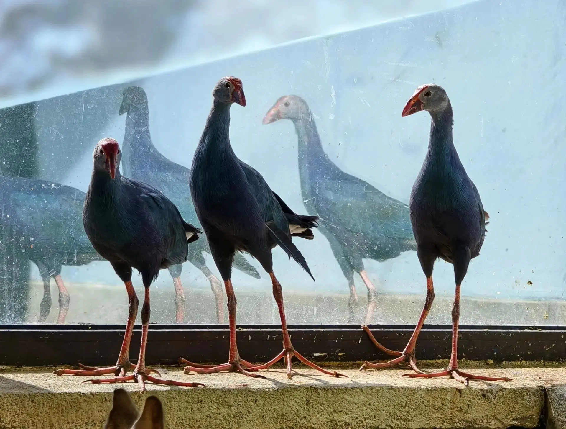 👑 Султанка (Porphyrio porphyrio)