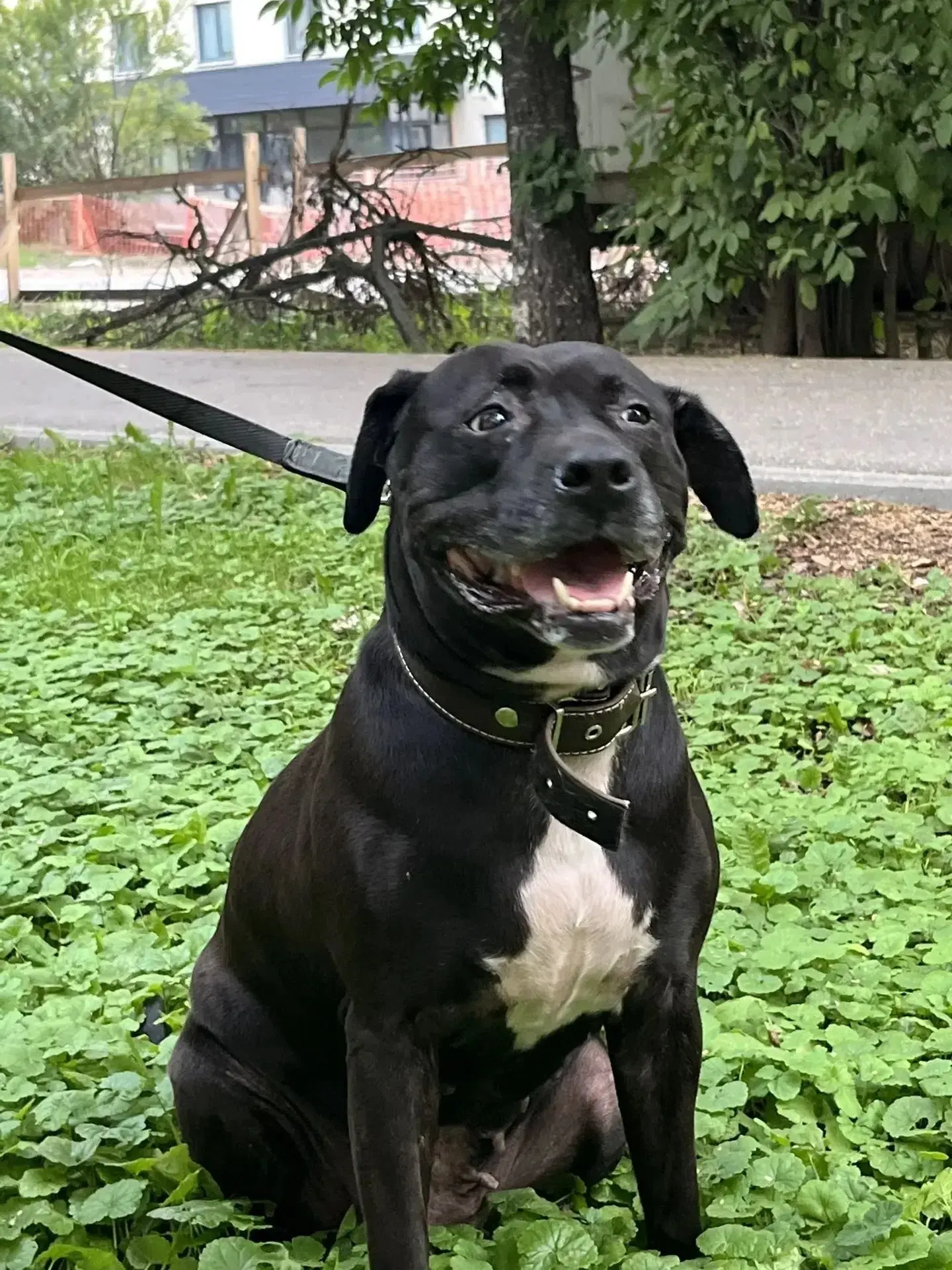 🐾 СРОЧНО! Ищем самый добрый и надёжный дом для Булки!