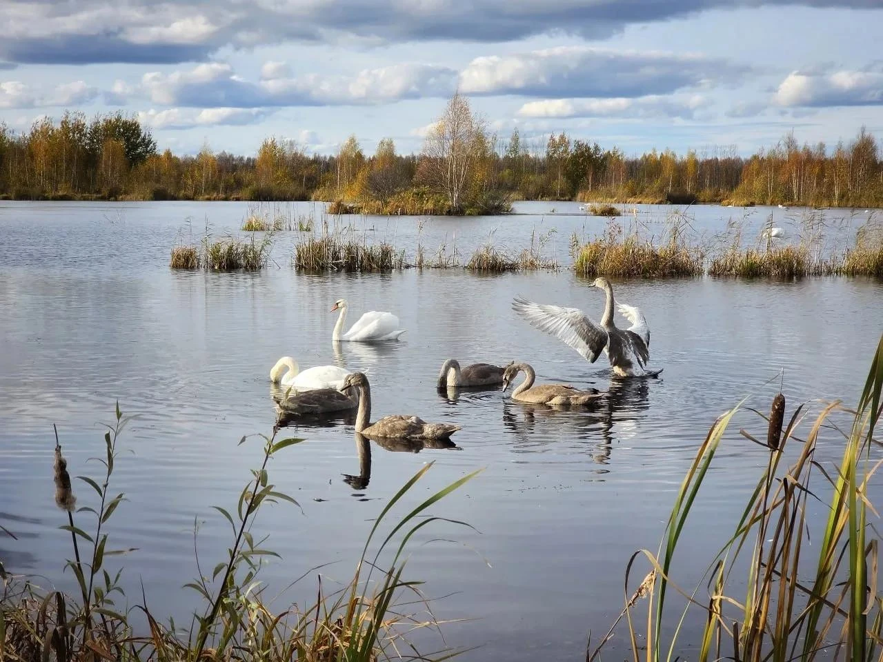 🦢 Почему лебединая семья под Пермью не спешит на юг?