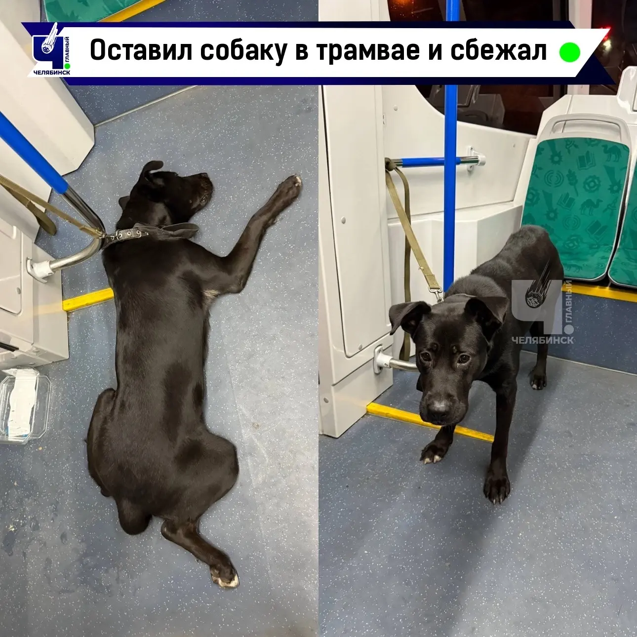 🐕 Брошенная собака остановила движение трамвая