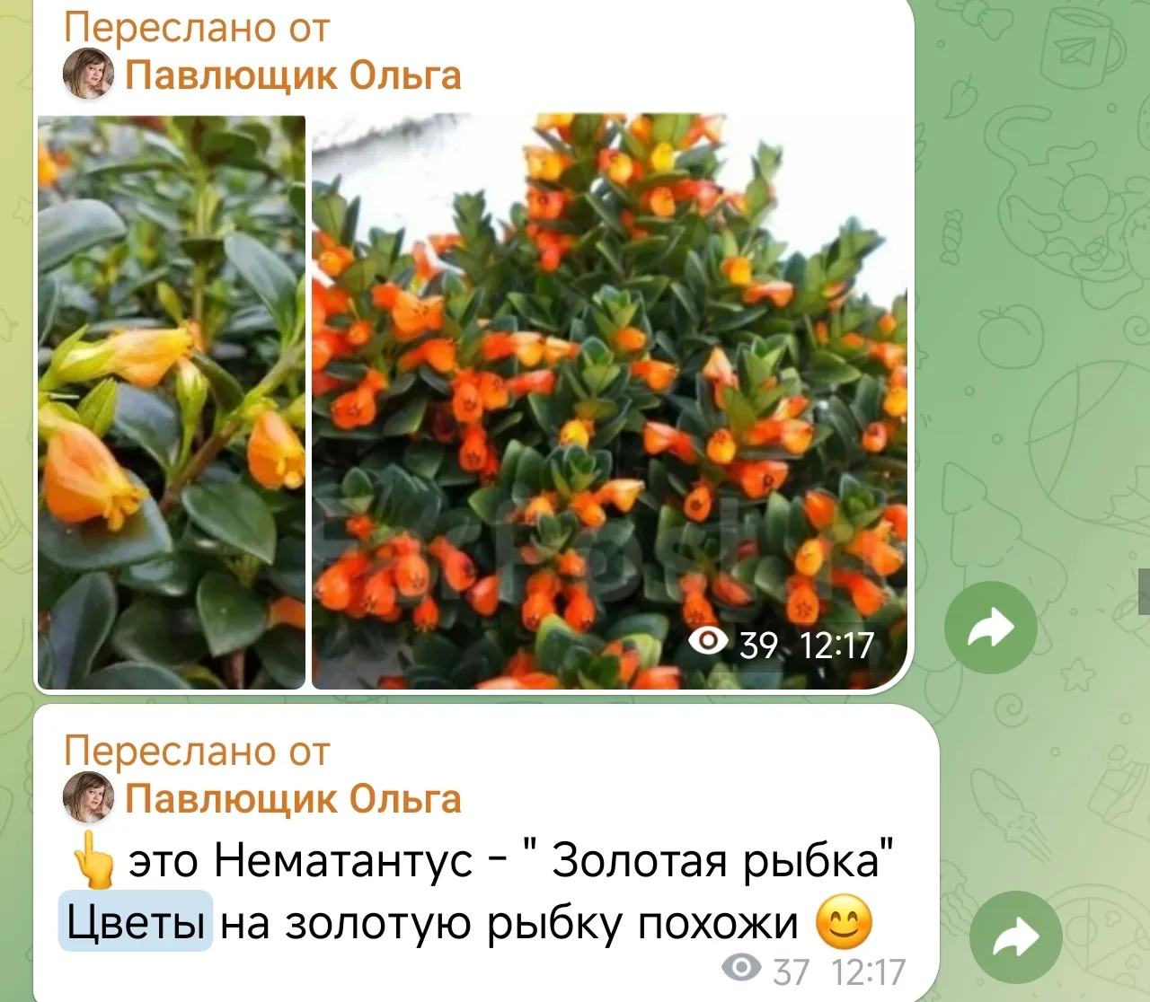 В декабре того года, я завела "золотую рыбку" .... В апреле на видео кружочках в блоге ...