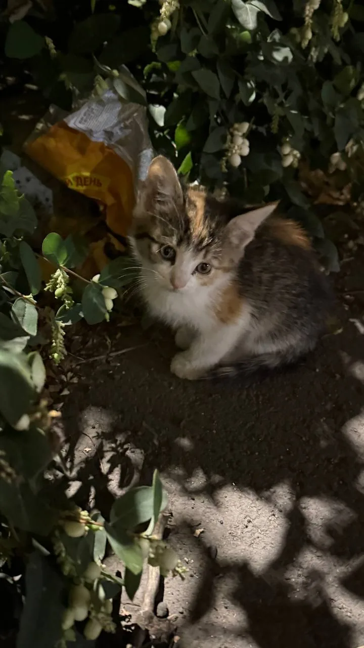 На бульваре, во дворах, в кустах сидят пять котят, которых выбросили в коробке. Кто мож...