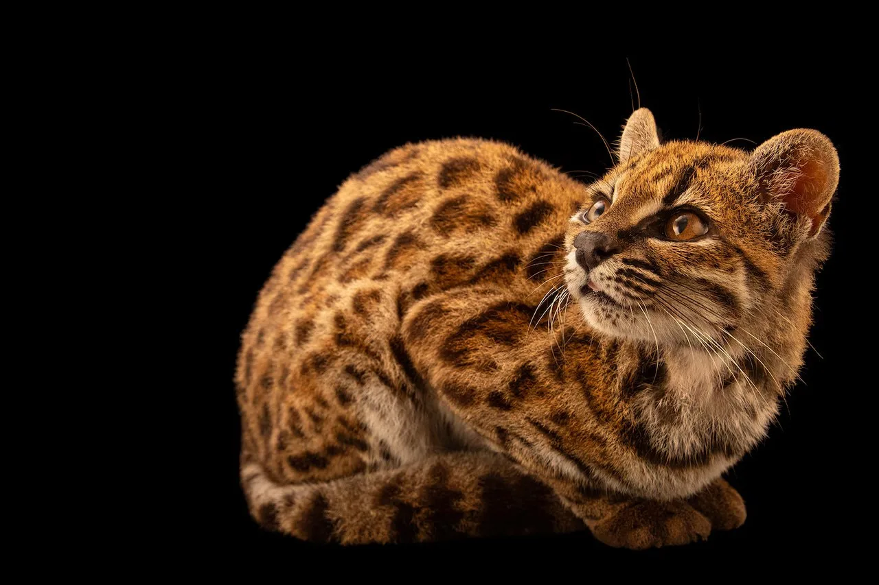 ❗️Учёные впервые за 100 лет обнаружили новый вид кошек — Leopardus tilcayo, или тилкайо