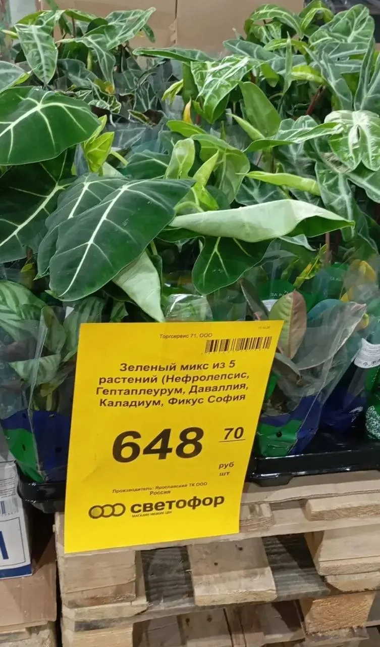 Рассылка местного светофора 😆