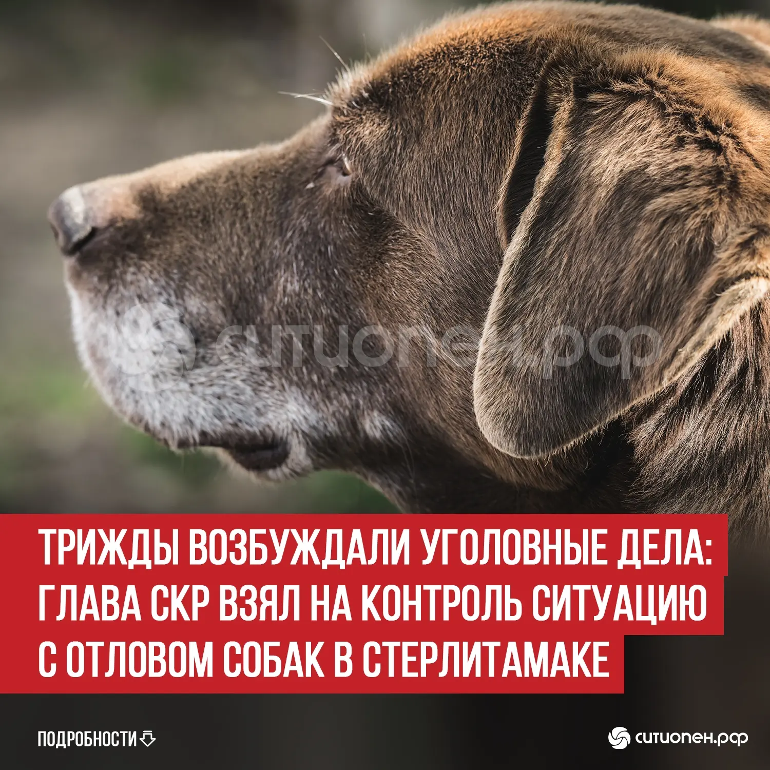 Трижды возбуждали уголовные дела: глава СКР взял на контроль ситуацию с отловом собак в...