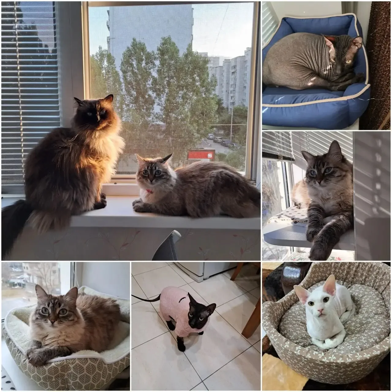 🐈🐶Директор МОУ СШ № 1, Медведева Е.Н., тоже принимает участие в акции «Тепло🔥 и забо...