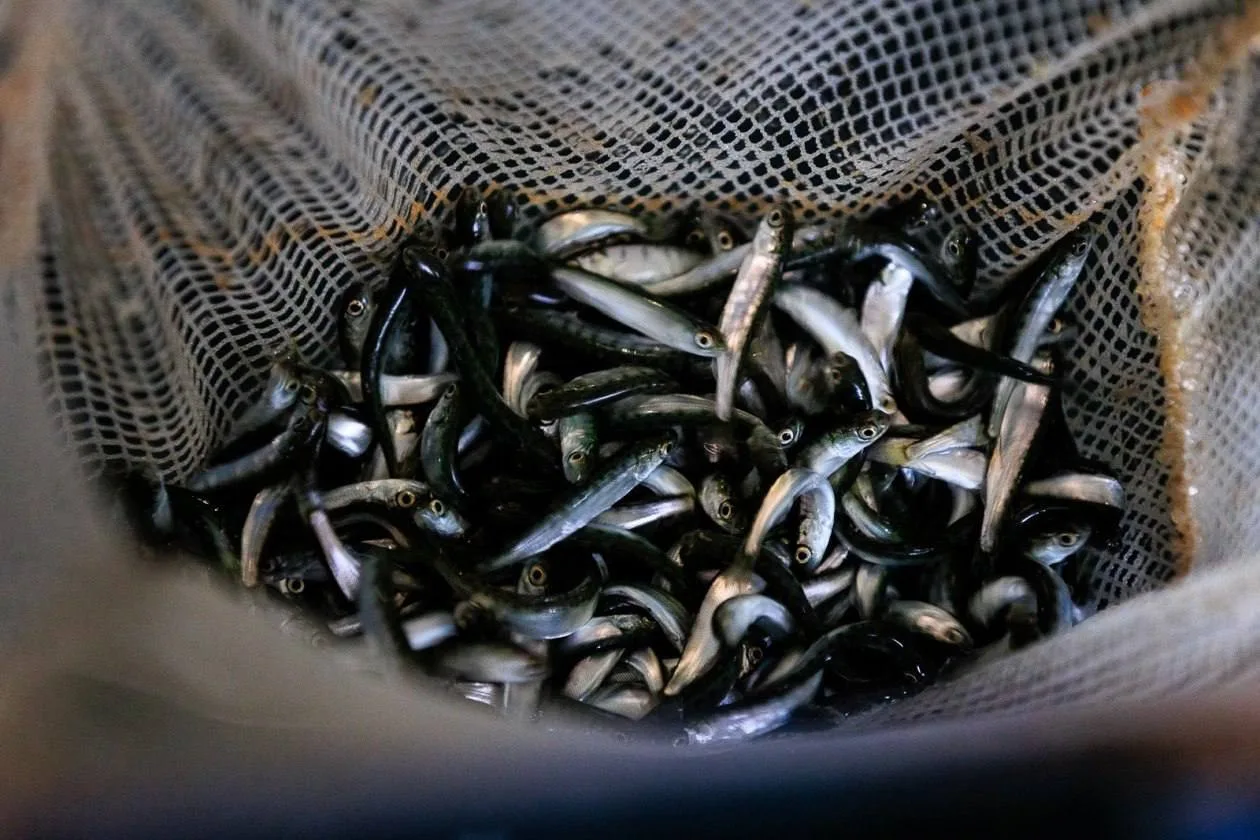 🐟 Рыбопромышленников Хабаровского края обяжут пополнять запасы лосося мальками