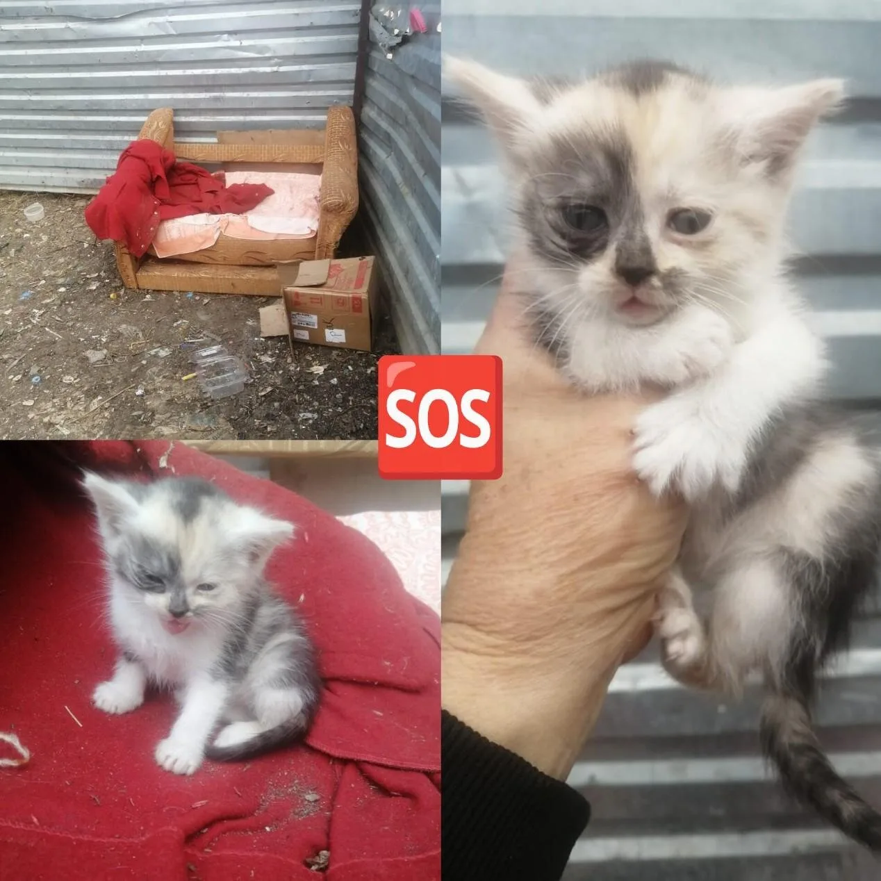 🆘 А вот такую кроху сейчас Зоя нашла на помойке… 💔 Котёнку от силы 1,5месяца, а она у...
