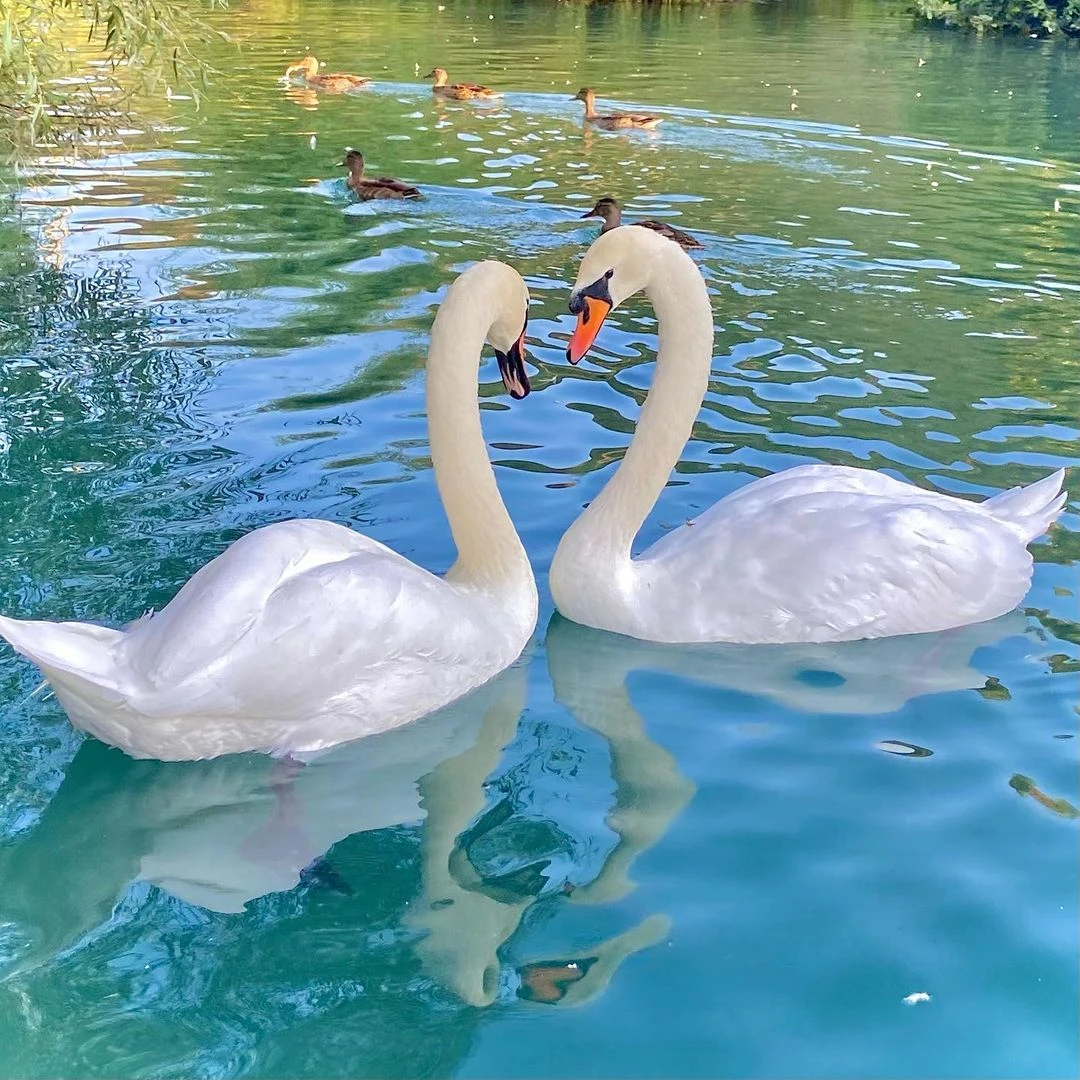 Любовь и лебеди из Шопино 🦢+🦢=❤